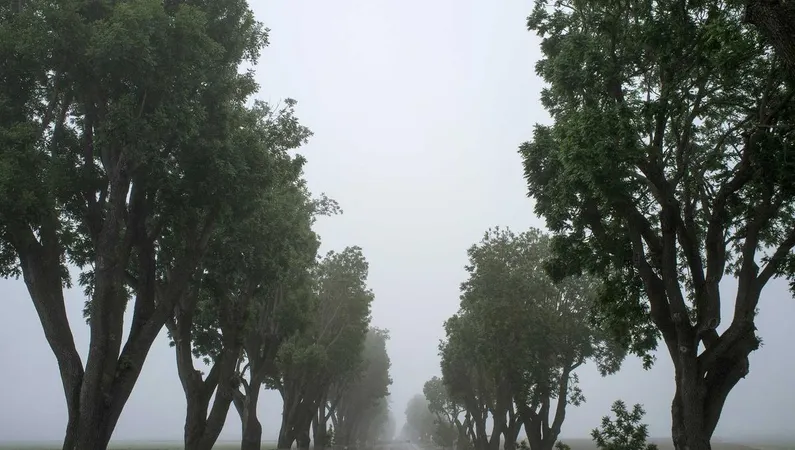 Professional artificial turf cleaning service in progress