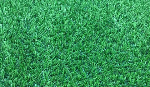 Close-up of artificial turf fibers where pet odor buildup accumulates